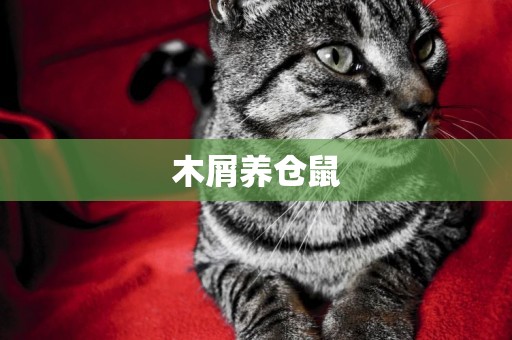 木屑養倉鼠