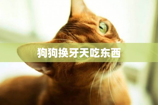 狗狗換牙天吃東西