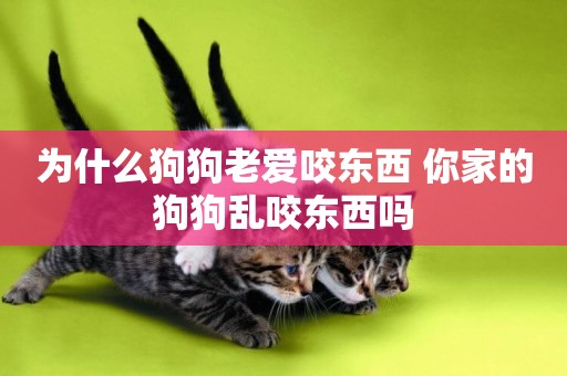 為什么狗狗老愛咬東西 你家的狗狗亂咬東西嗎
