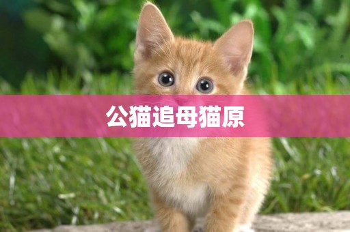 公貓追母貓原