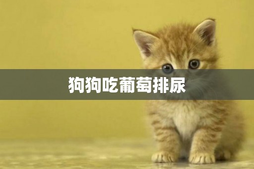 狗狗吃葡萄排尿