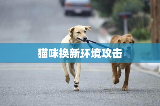 貓咪換新環境攻擊