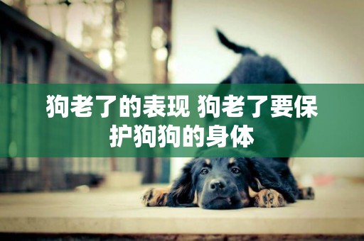 狗老了的表現 狗老了要保護狗狗的身體