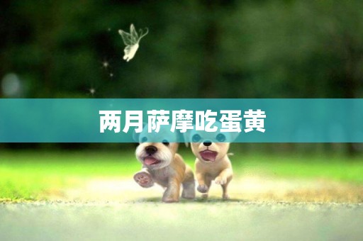 兩月薩摩吃蛋黃