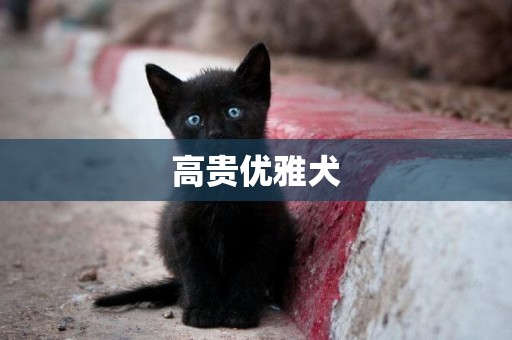 高貴優雅犬
