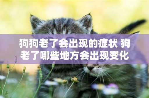 狗狗老了會出現的癥狀 狗老了哪些地方會出現變化
