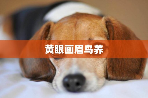 黃眼畫眉鳥養