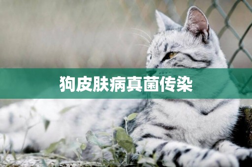 狗皮膚病真菌傳染