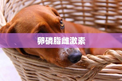 卵磷脂雌激素