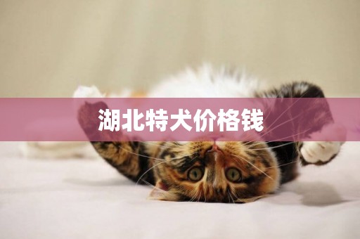 湖北特犬價格錢