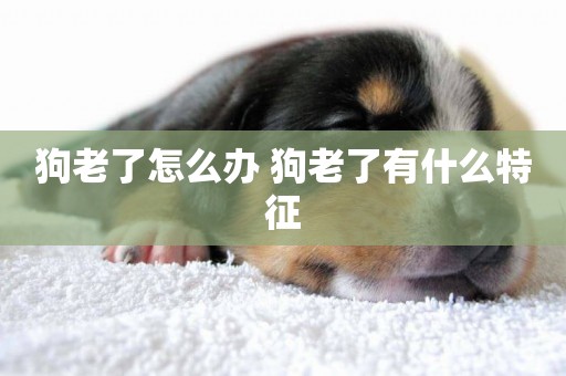 狗老了怎么辦 狗老了有什么特征