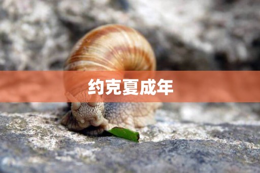 約克夏成年