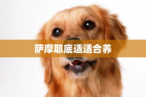 薩摩耶底適適合養