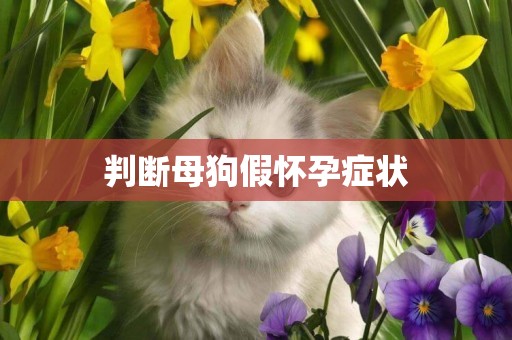 判斷母狗假懷孕癥狀