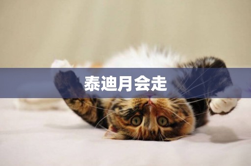 泰迪月會走
