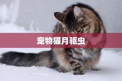 寵物貓月驅蟲