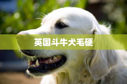 英國斗牛犬毛硬
