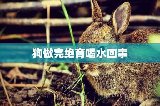 狗做完絕育喝水回事