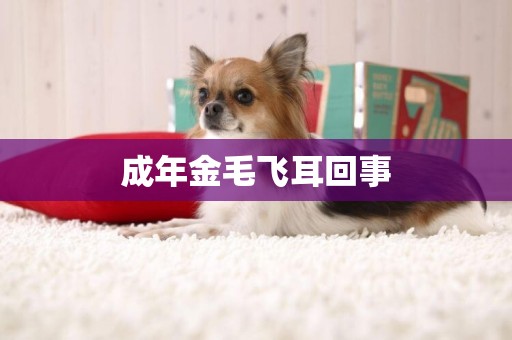 成年金毛飛耳回事