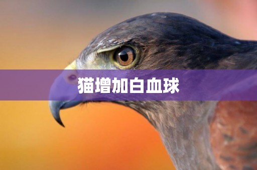 貓增加白血球