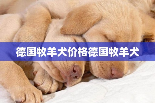 德國牧羊犬價格德國牧羊犬