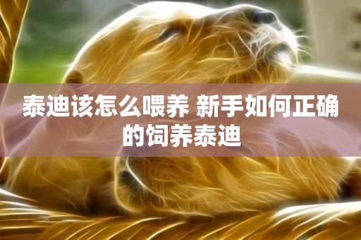 泰迪該怎么喂養 新手如何正確的飼養泰迪 泰迪該怎么喂養 新手如何正確的飼養泰迪