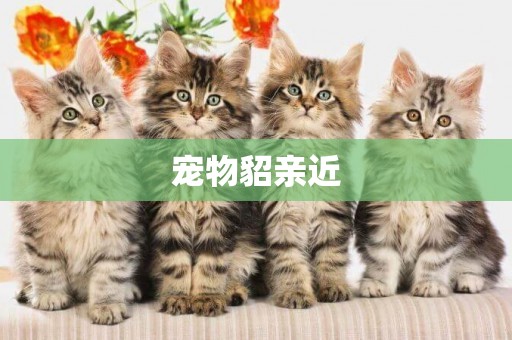 寵物貂親近