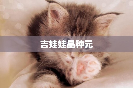吉娃娃品種元