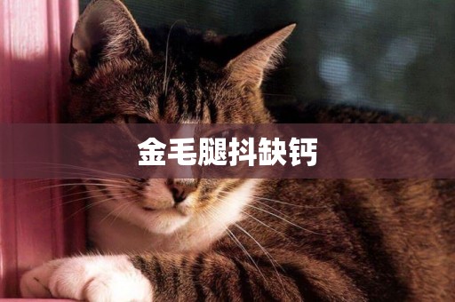金毛腿抖缺鈣