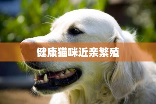 健康貓咪近親繁殖