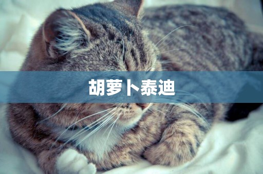 胡蘿卜泰迪