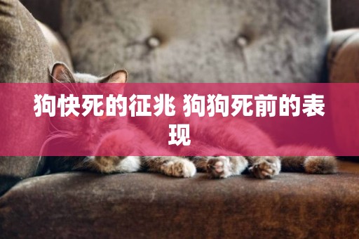 狗快死的征兆 狗狗死前的表現