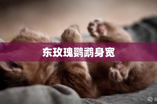 東玫瑰鸚鵡身寬