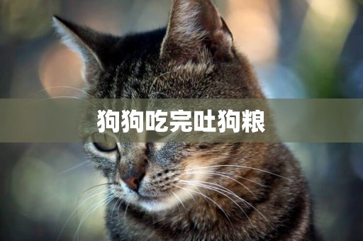 狗狗吃完吐狗糧