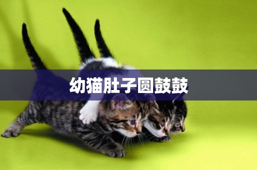 幼貓肚子圓鼓鼓