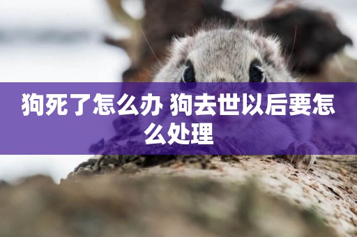 狗死了怎么辦 狗去世以后要怎么處理