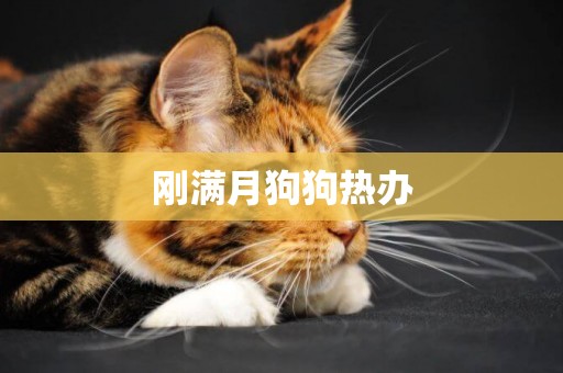 剛滿月狗狗熱辦
