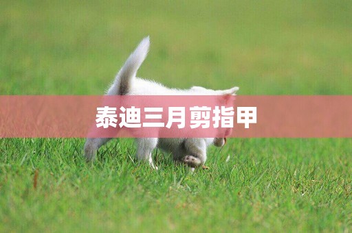 泰迪三月剪指甲