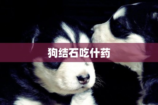 狗結石吃什藥