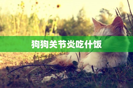 狗狗關節炎吃什飯