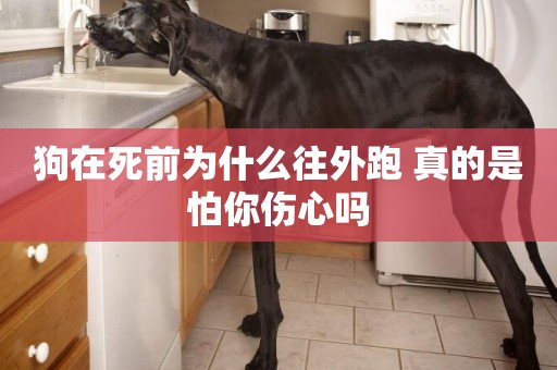 狗在死前為什么往外跑 真的是怕你傷心嗎