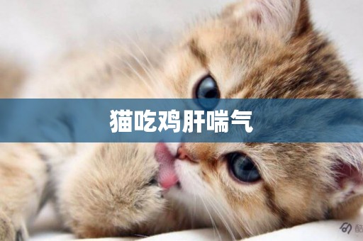 貓吃雞肝喘氣