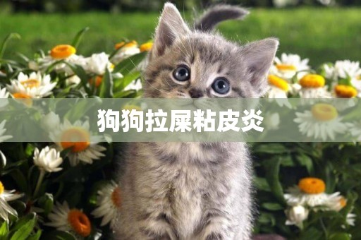 狗狗拉屎粘皮炎