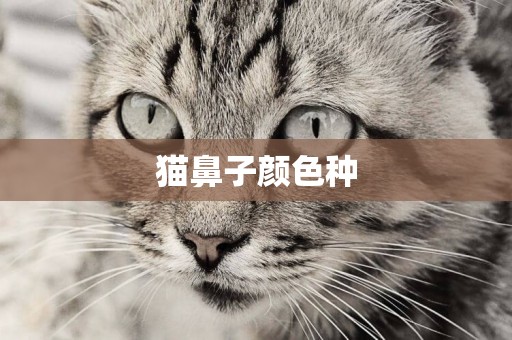 貓鼻子顏色種