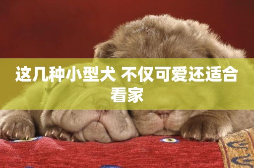這幾種小型犬 不僅可愛還適合看家 這幾種小型犬 不僅可愛還適合看家