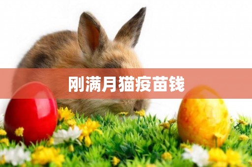 剛滿月貓疫苗錢