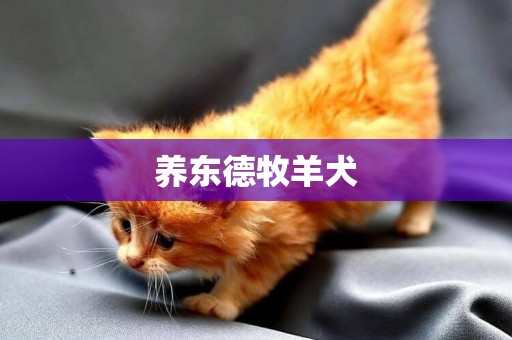 養東德牧羊犬
