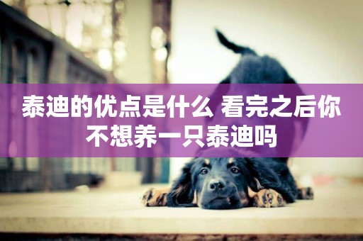 泰迪的優點是什么 看完之后你不想養一只泰迪嗎 泰迪的優點是什么 看完之后你不想養一只泰迪嗎