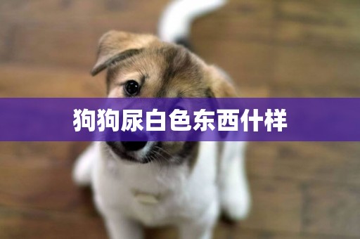 狗狗尿白色東西什樣