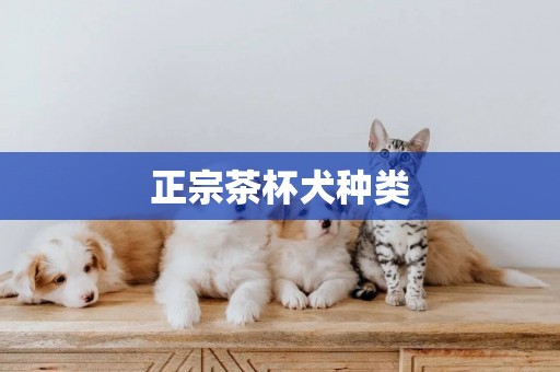 正宗茶杯犬種類